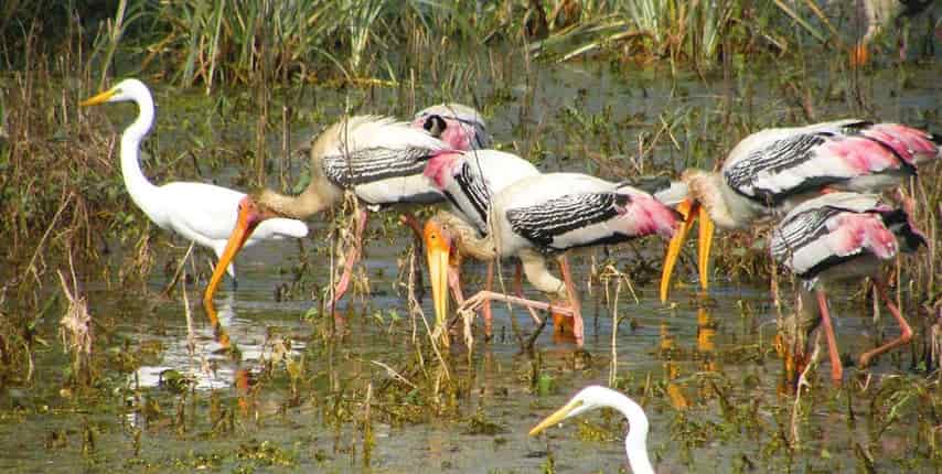 Bharatpur Bird Sanctuary 