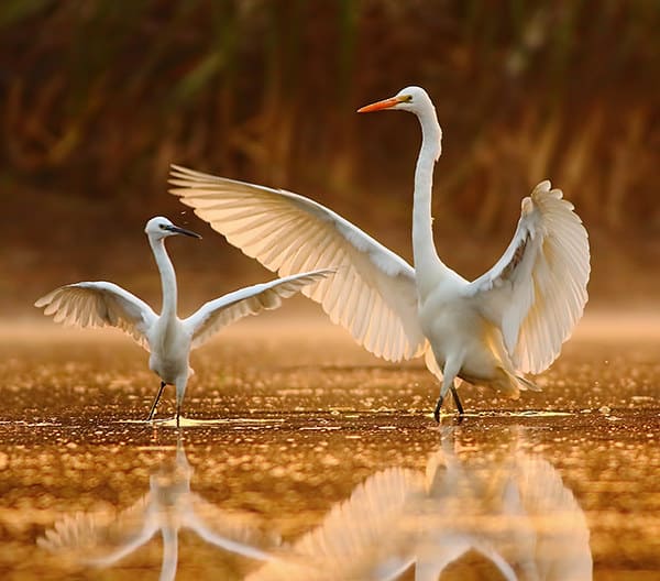 Rajasthan Wildlife Tour