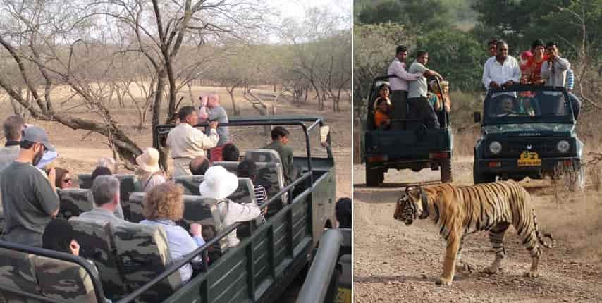 Ranthambore Fort & Safari 