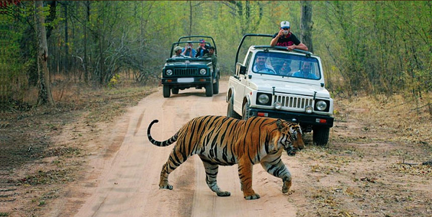 Sariska Tiger Reserve In Rajasthan